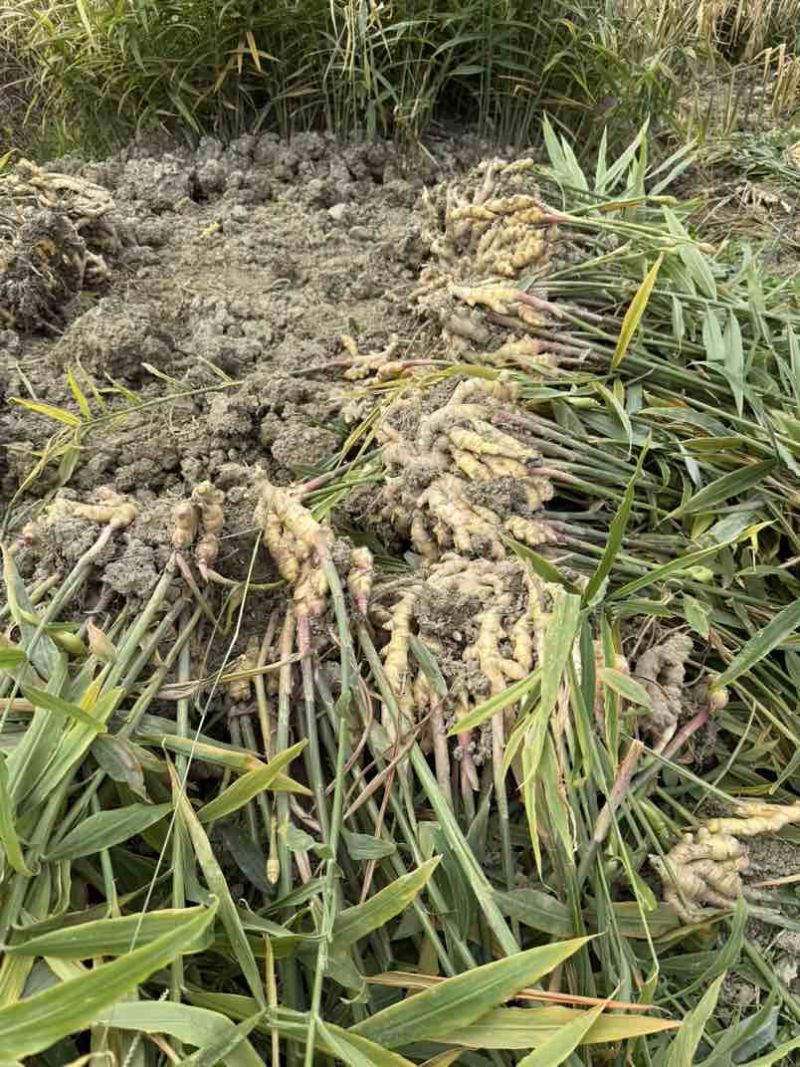高质量生姜