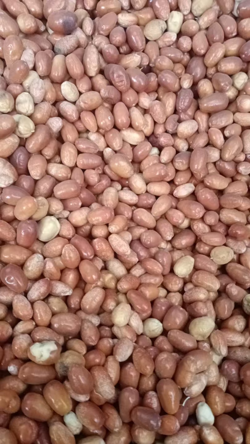 金塔麻沙枣