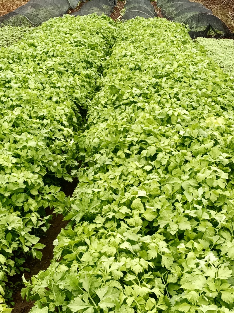 小香芹（农家菜）