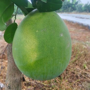 红心蜜柚