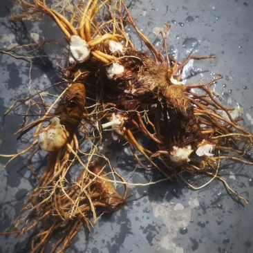 知母药材鲜货