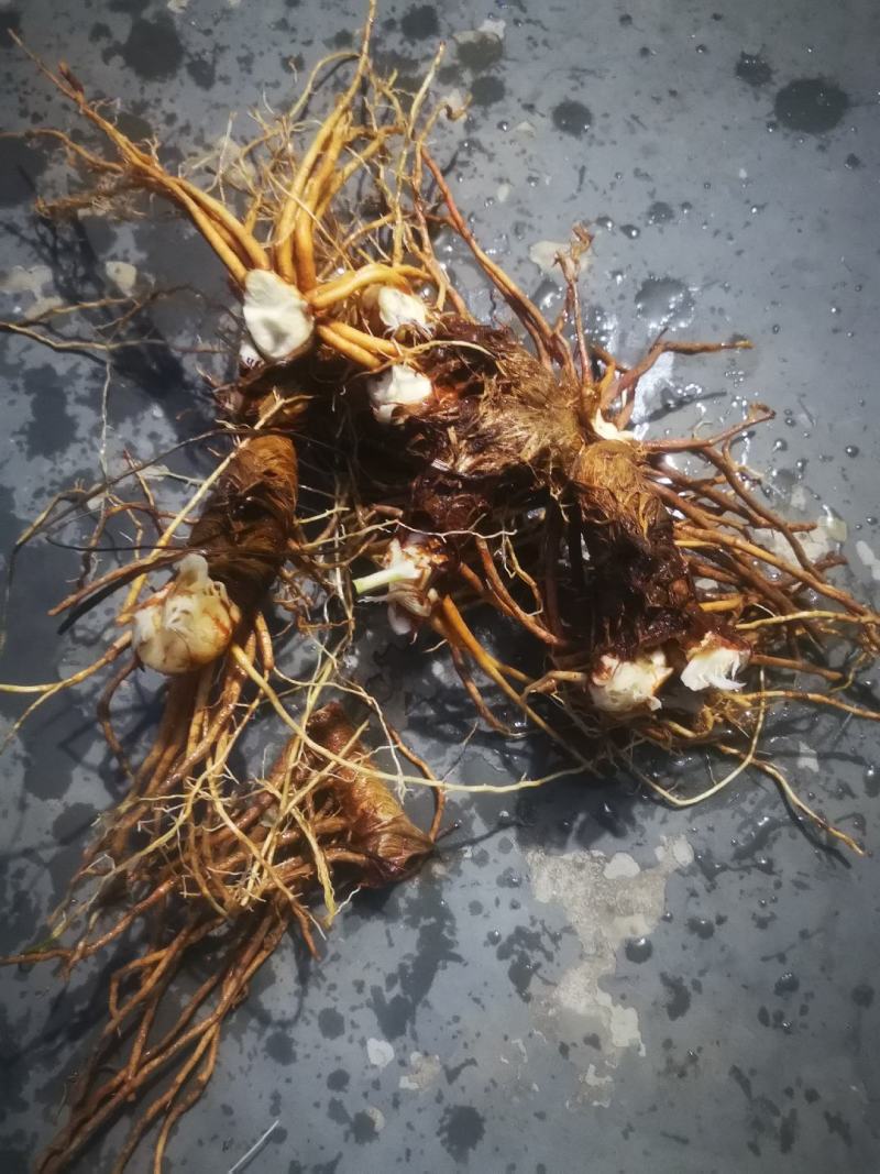 知母药材鲜货