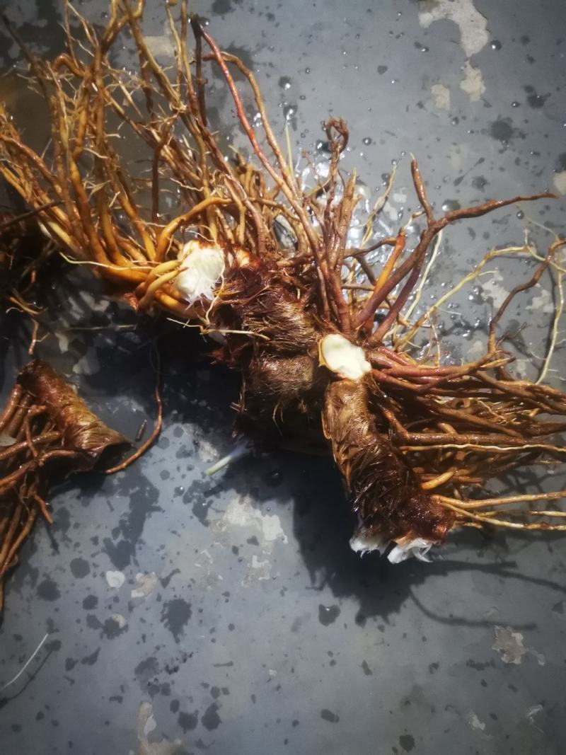 知母药材鲜货