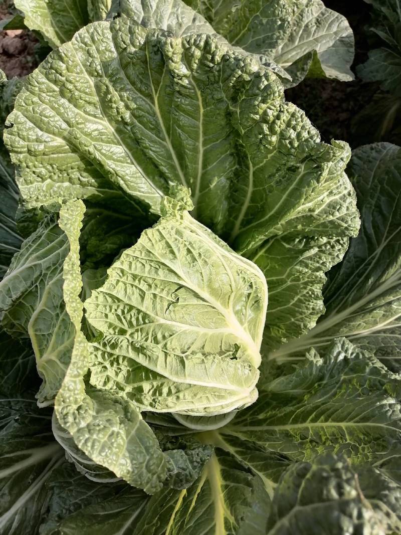 义禾秋大白菜