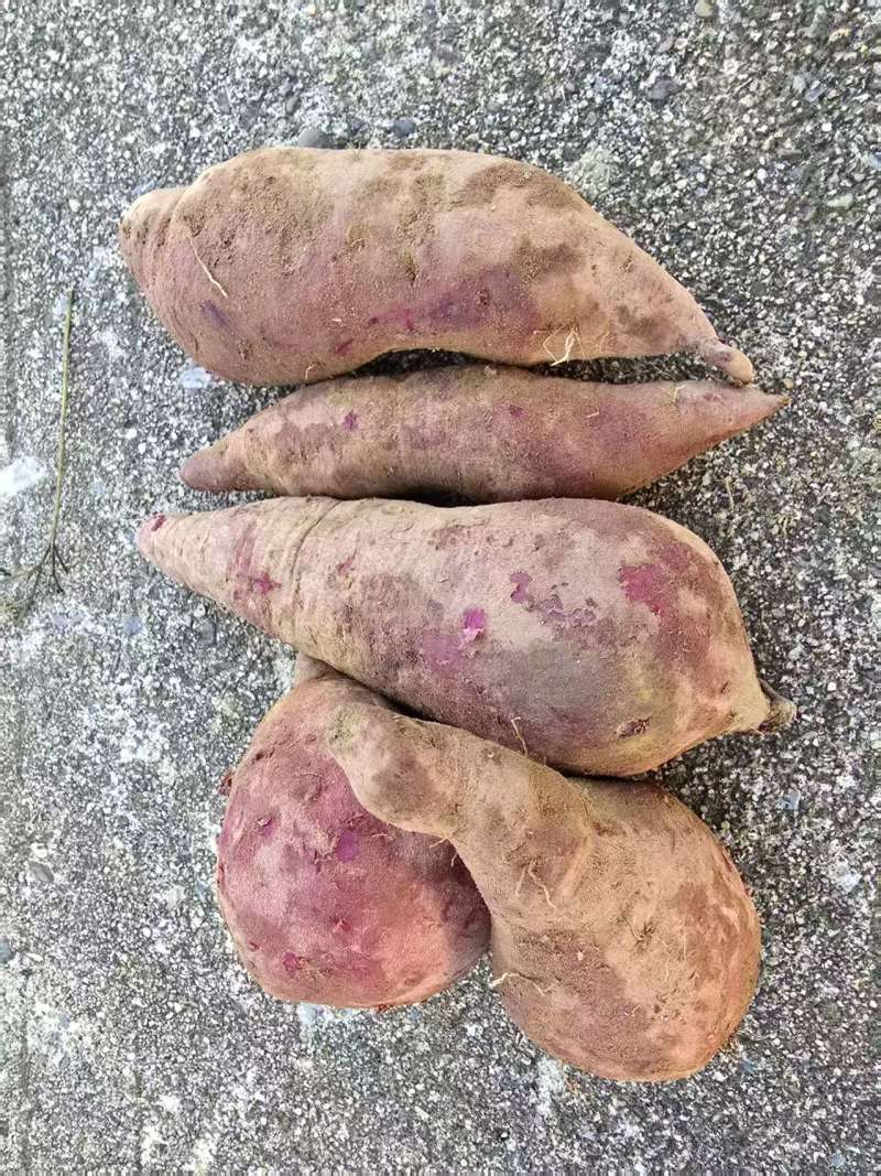 广东英德紫薯紫罗兰红薯