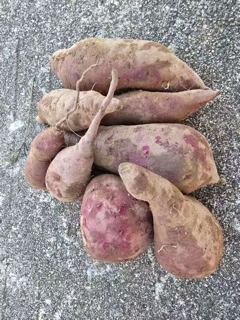 广东英德紫薯紫罗兰红薯