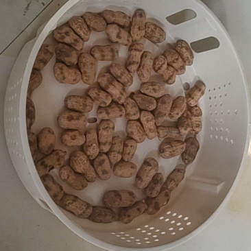 河南罗汉果花生