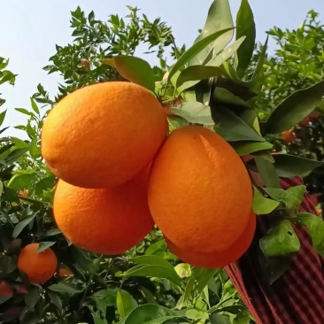 奉节脐橙