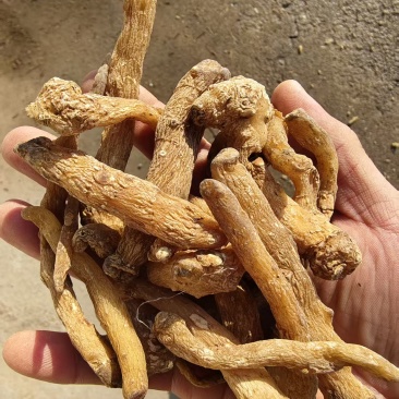 正宗东北鸡头黄精干货