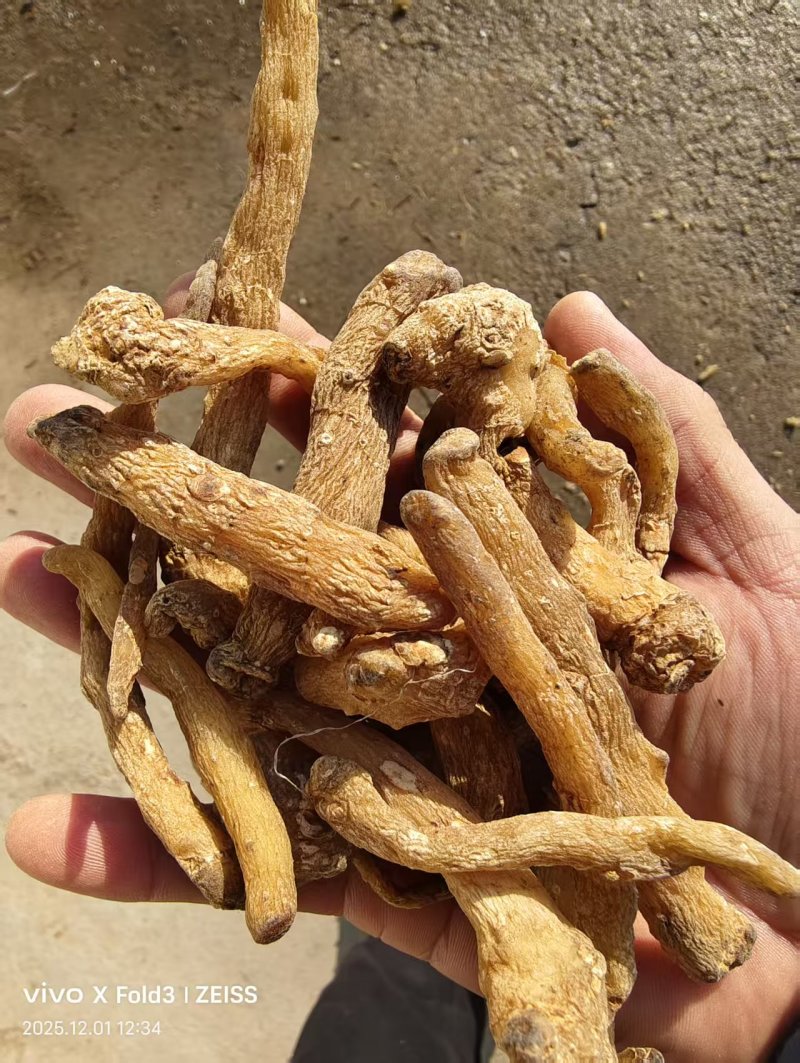 正宗东北鸡头黄精干货