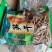 皖南山区的野生水笋干