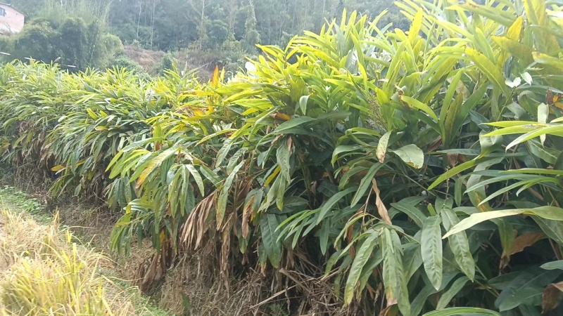 广西山姜，也叫南姜