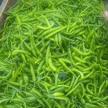 香研55