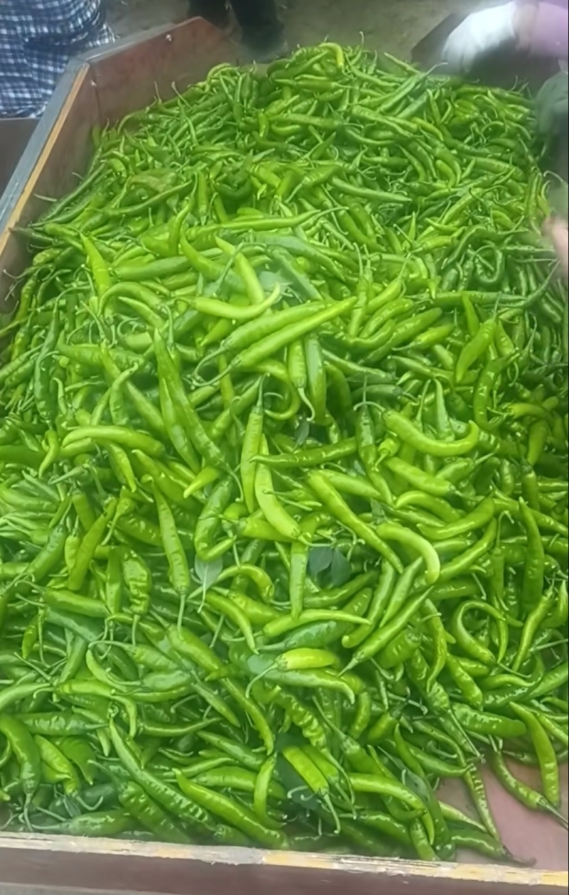 香研55