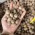 进口肉豆蔻玉果沉水玉果统货玉果120斤一件起长期批发量大价优