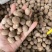 进口肉豆蔻玉果沉水玉果统货玉果120斤一件起长期批发量大价优