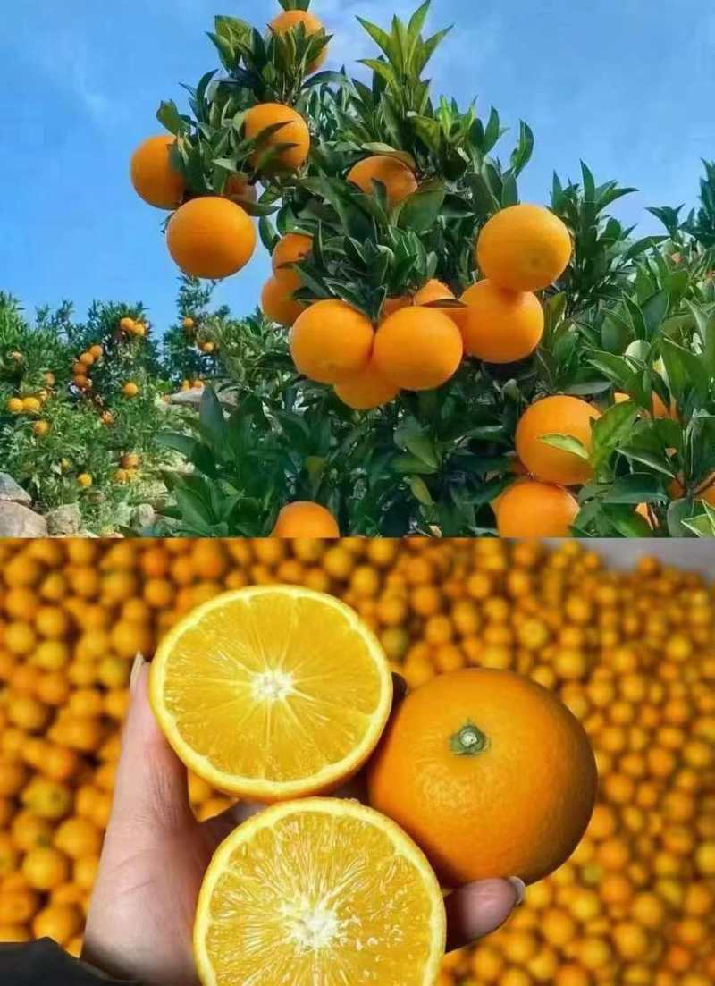 湖南麻阳冰糖橙通货