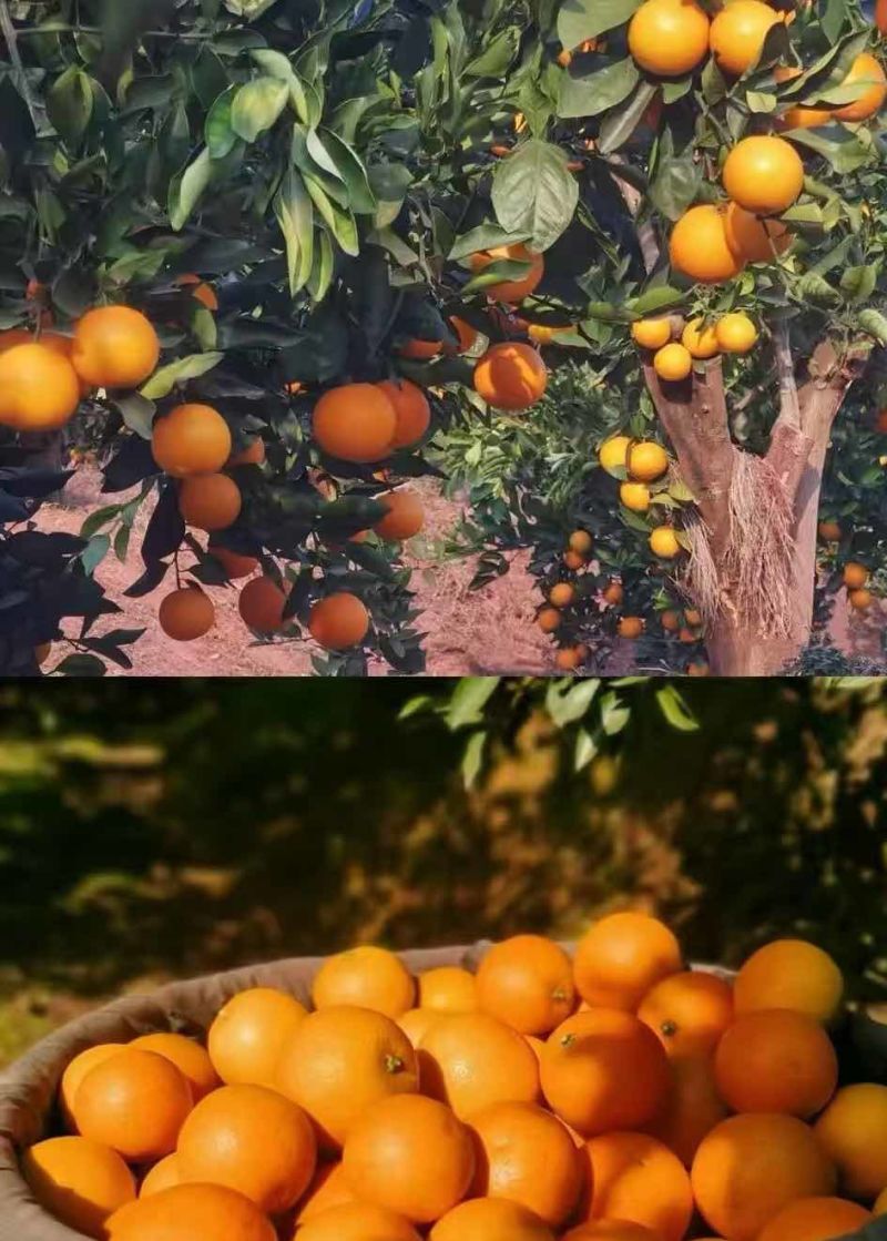 湖南麻阳冰糖橙通货