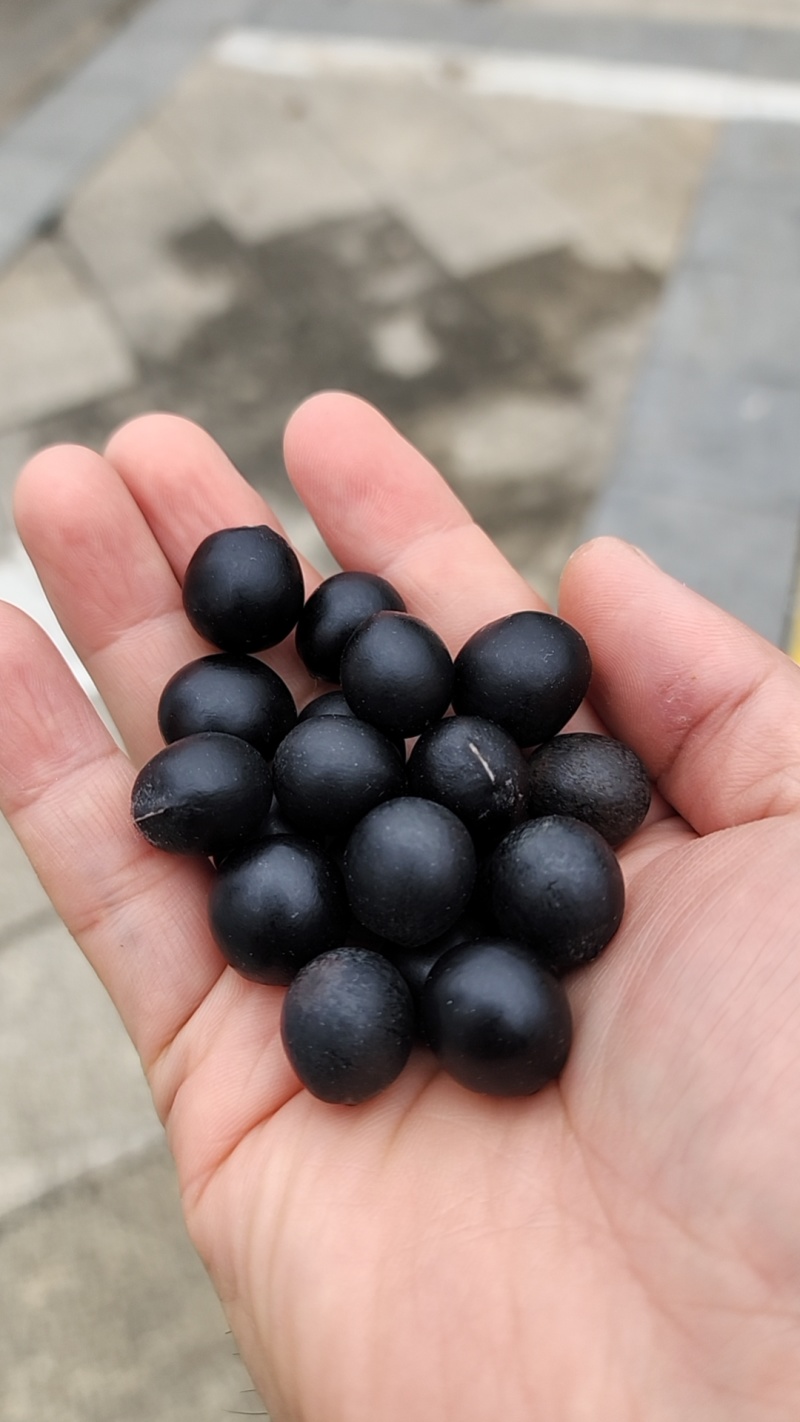 无患子