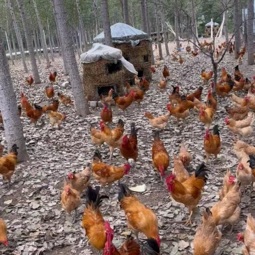 纯粮食喂养散养土鸡