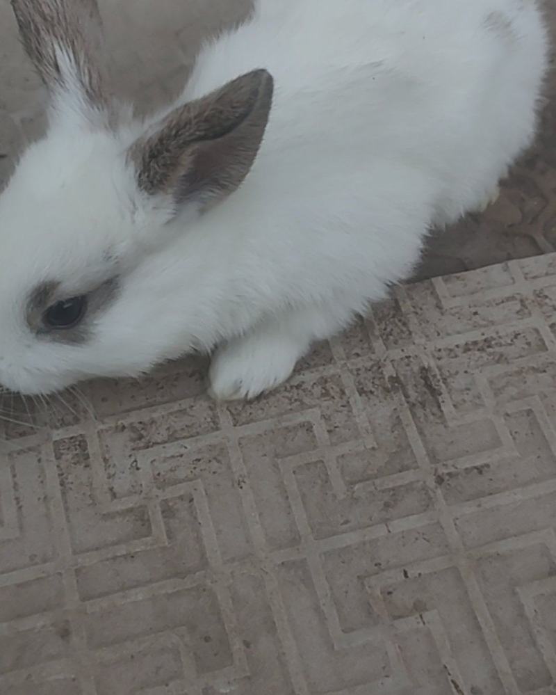 兔子