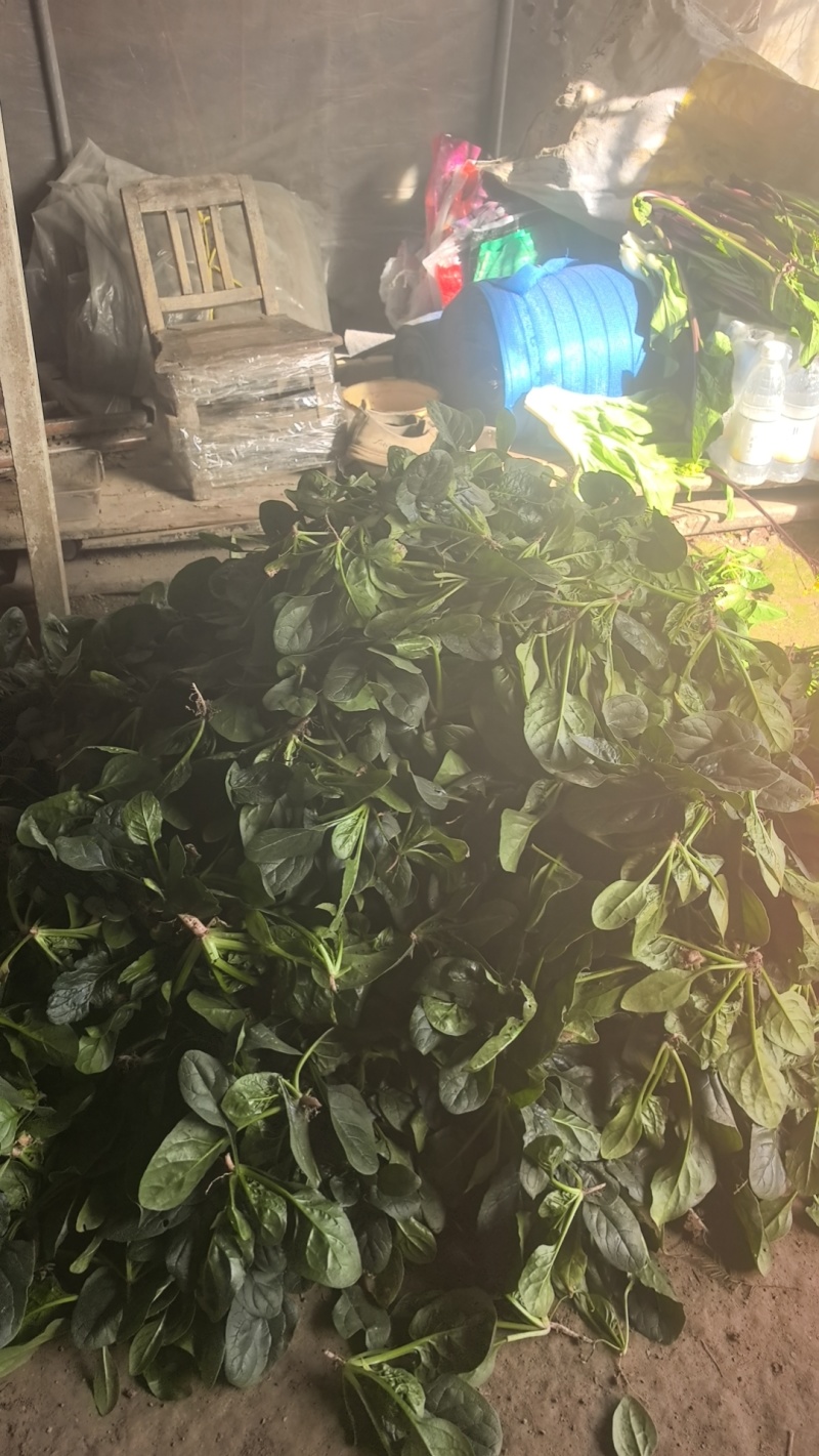 本地波菜