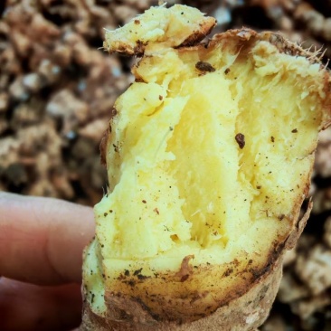 🌱自家地里种的小黄姜，这是刚从洞口挖出来的去年老姜，不打