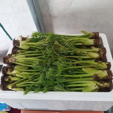 反季山野菜刺嫩芽和猴腿儿