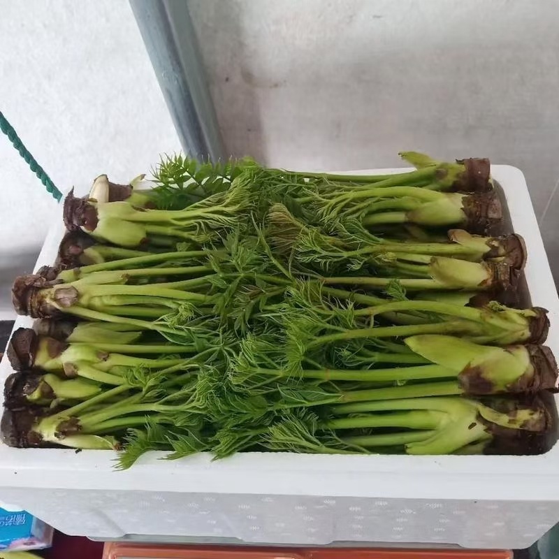 反季山野菜刺嫩芽和猴腿儿