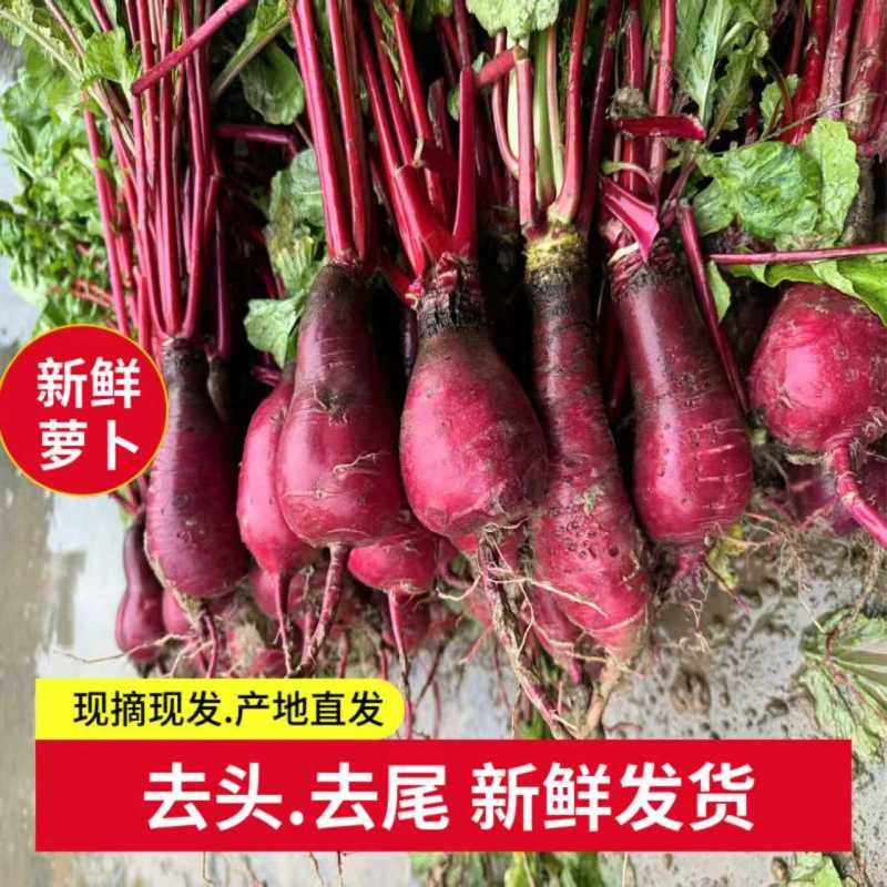 重庆市涪陵区特产胭脂红萝卜