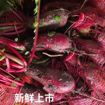 重庆市涪陵区特产胭脂红萝卜