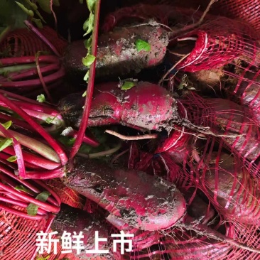 重庆市涪陵区特产胭脂红萝卜