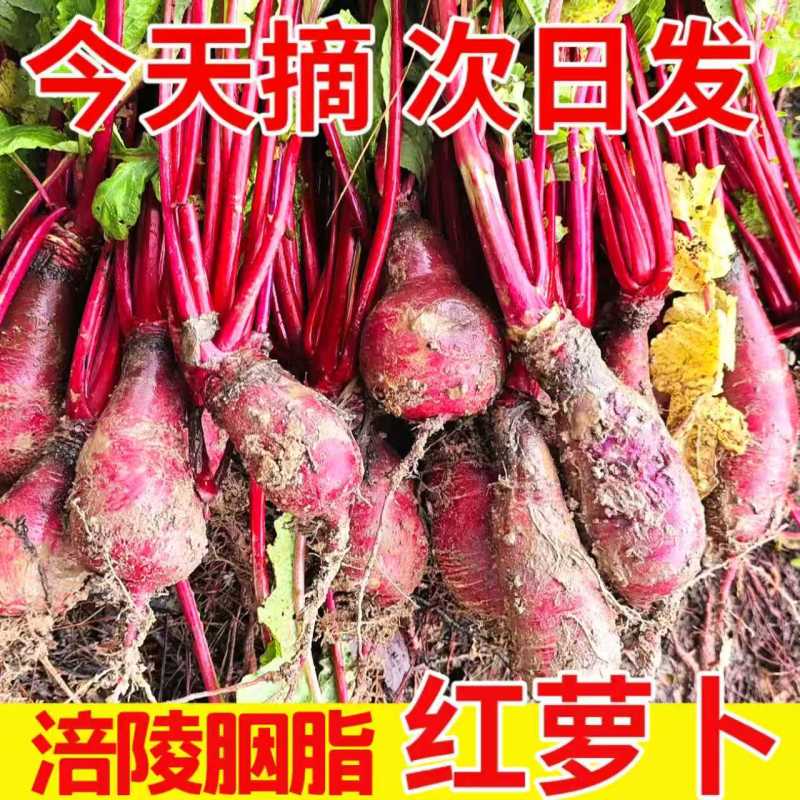 重庆市涪陵区特产胭脂红萝卜