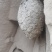 马蜂窝