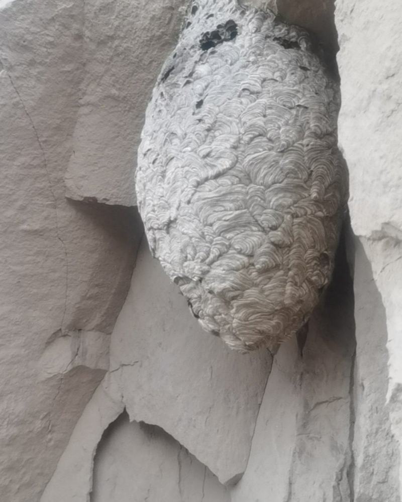 马蜂窝