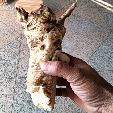 商陆