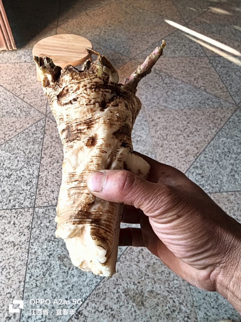 商陆