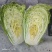 秦白2号白菜，鸡腿白菜