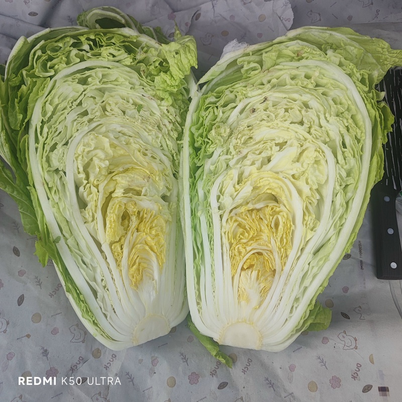 秦白2号白菜，鸡腿白菜