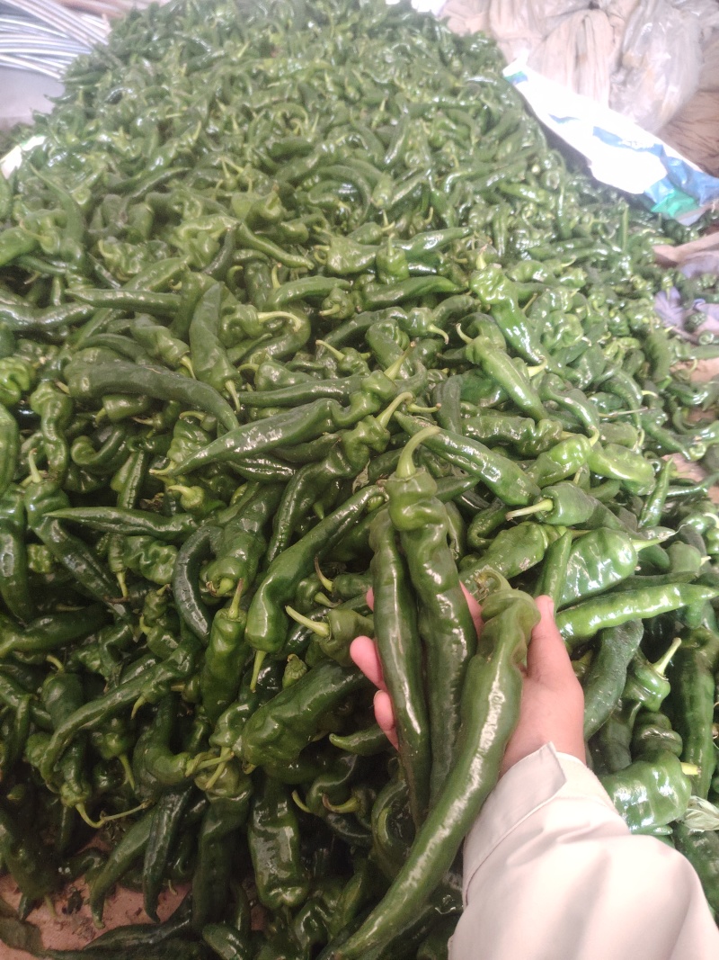 螺丝椒，精品螺丝椒，通货螺丝椒