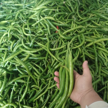 线椒，8号线椒，二荆条，精品线椒