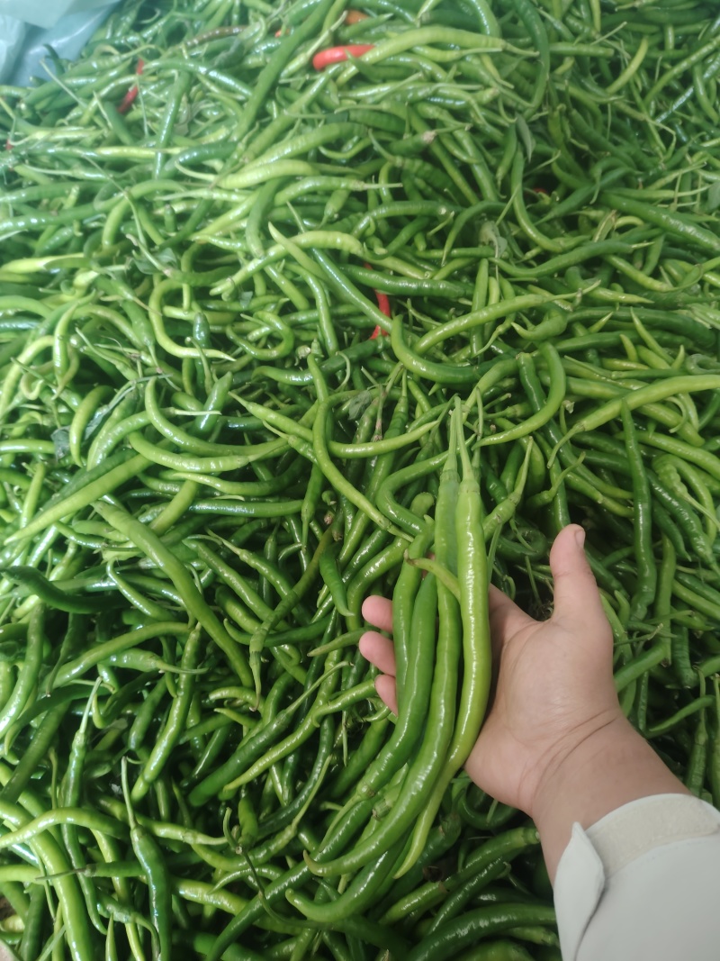 线椒，8号线椒，二荆条，精品线椒