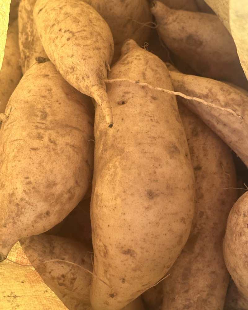 番薯黄心单个200g以上