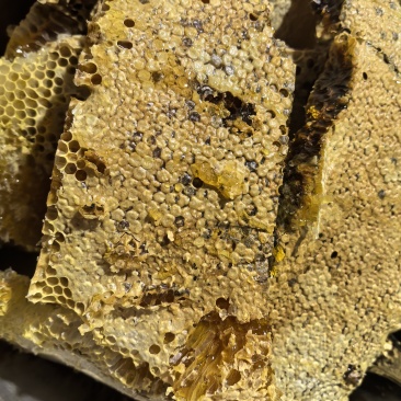土蜂蜜