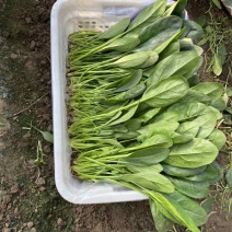 大棚蔬菜