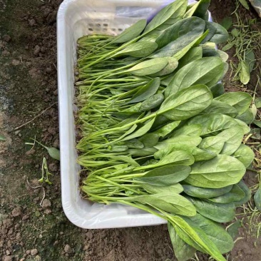 大棚蔬菜