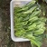 大棚蔬菜