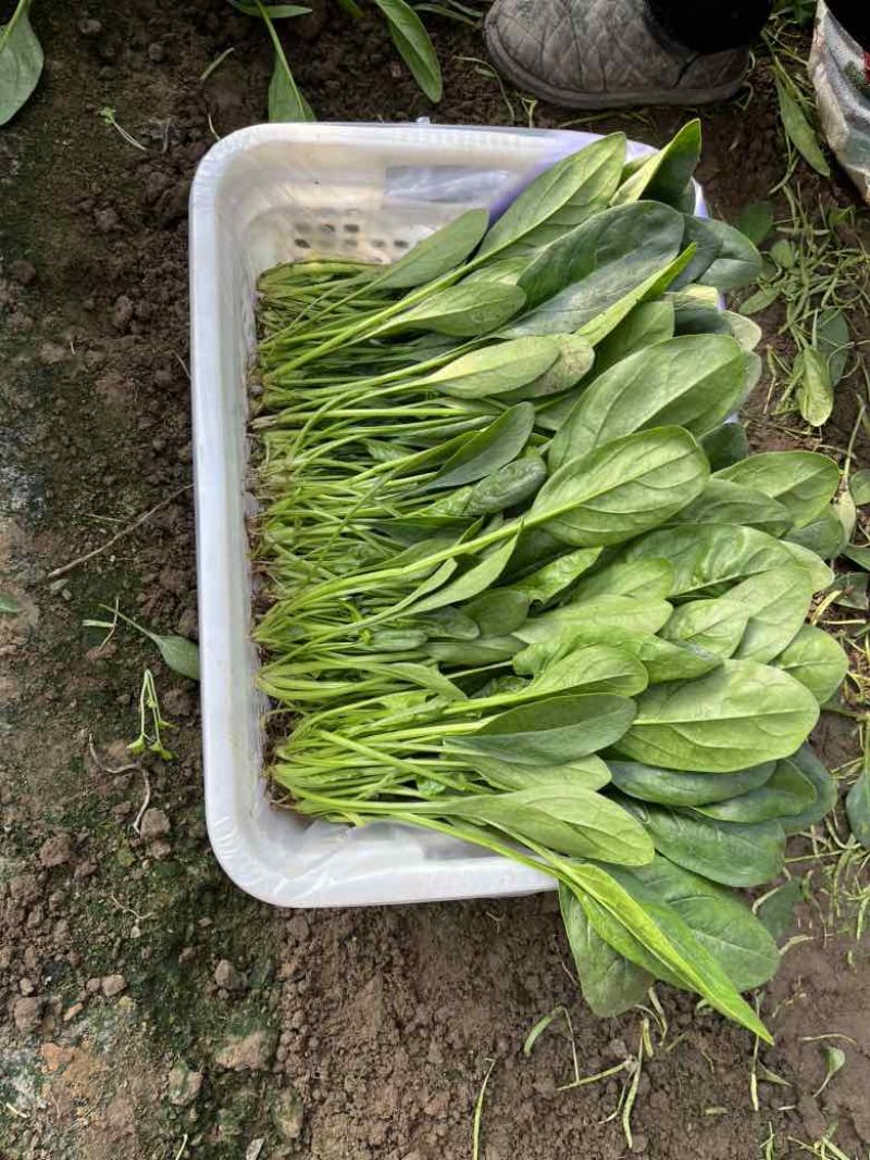 大棚蔬菜