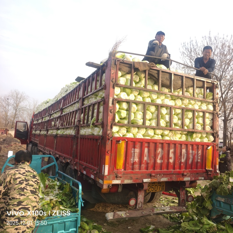 产地黄心白菜大量供货中超市货市场货电商货大量供货