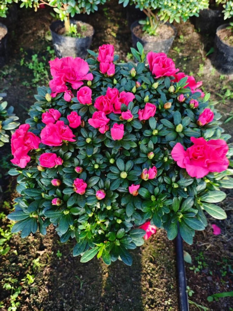 盒栽花卉